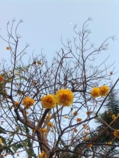 今が満開！タイを彩る花の１つ、スパンニガー（Yellow Cotton Tree）