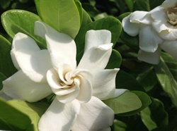 美しく咲いたガーデニア。タイ名の「プッタラクサー」は仏教において縁起のいい花。