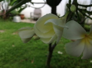 雨季に花を開くプルメリア