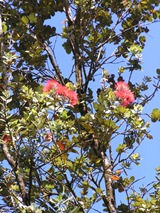 オヒアの木に咲くレフアの花