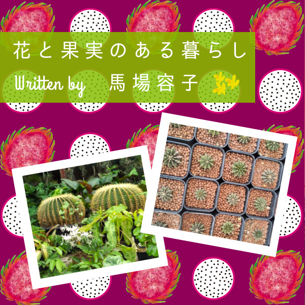 花と果実のある暮らし in Chiang Mai プチ・カルチャー集　Vol.59 花も緑も全員集合！〜チェンマイの植物市場〜