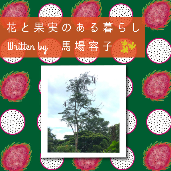 花と果実のある暮らし in Chiang Mai プチ・カルチャー集　Vol.94 再会