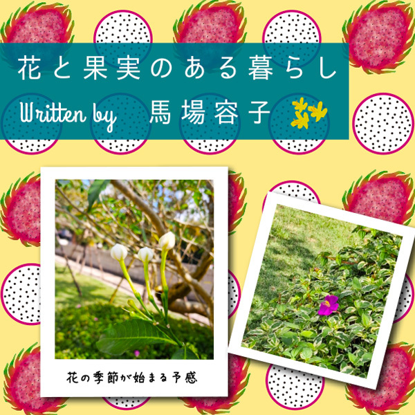 花と果実のある暮らし in Chiang mai プチ・カルチャー集 Vol.97 ネンマツチョーセイ！？